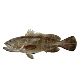 Grouper