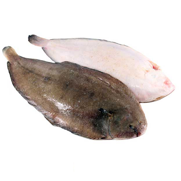 Black Sole
